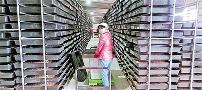     脫貧群眾在黨建共同體基地黃粉蟲養(yǎng)殖車間務(wù)工。