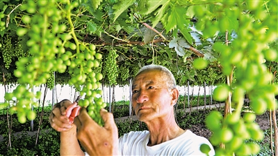     特色產(chǎn)業(yè)助推村集體經(jīng)濟(jì)發(fā)展壯大。