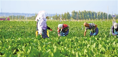     原州區(qū)冷涼蔬菜基地是農(nóng)民增收的希望田野。