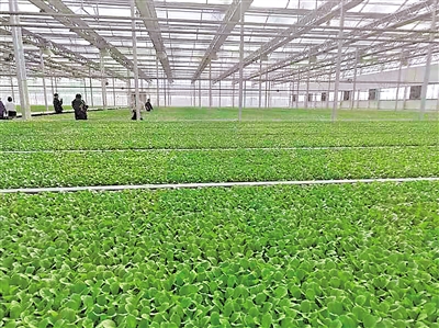     現(xiàn)代化育苗中心是原州區(qū)冷涼蔬菜好品質(zhì)的基礎(chǔ)。