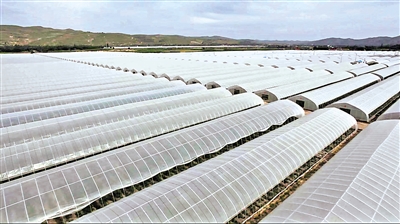     興隆鎮(zhèn)下堡子冷涼蔬菜種植基地。