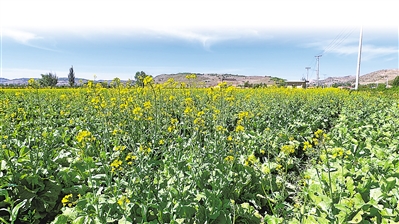    吉強(qiáng)鎮(zhèn)萬崖村露地蔬菜標(biāo)準(zhǔn)化種植基地綠色冷涼蔬菜生長(zhǎng)旺盛。