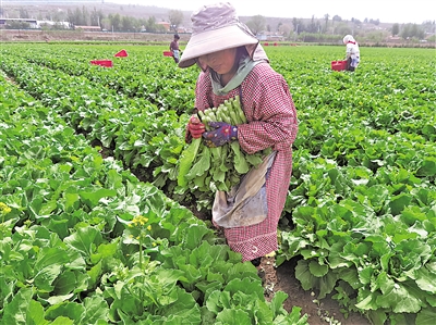     萬崖村露地蔬菜標(biāo)準(zhǔn)化種植基地，村民采摘菜心。