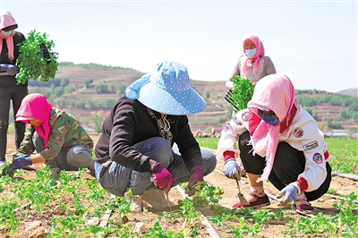     馬蓮村村民在蔬菜基地務(wù)工。