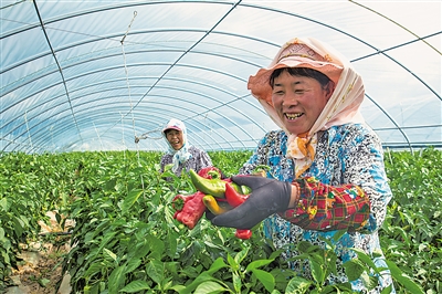     通過土地流轉(zhuǎn)、入園務(wù)工、蔬菜種植帶動農(nóng)民增收。