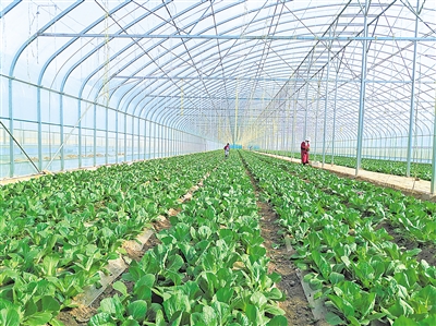     蔬菜綠色標(biāo)準(zhǔn)園輻射帶動蔬菜產(chǎn)量、品質(zhì)和品牌提升。