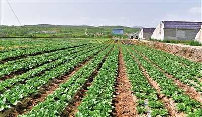 冷涼蔬菜標(biāo)準(zhǔn)化種植基地。