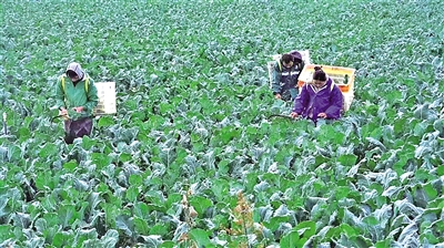     冷涼蔬菜成熟上市，村民忙著采摘收獲。