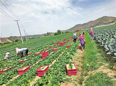     蔬菜產(chǎn)業(yè)為村民提供家門口的務(wù)工機(jī)會(huì)。