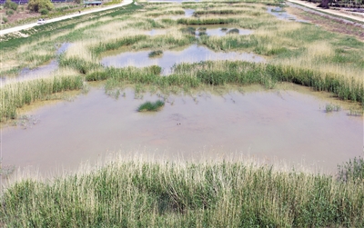 <p>　　←河道里水草豐茂，水質(zhì)清澈。</p>