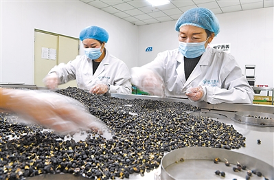 永寧縣閩寧鎮(zhèn)原隆村禾美電商扶貧車間，工作人員在分揀包裝黑枸杞。  
    本報記者 王曉龍 攝