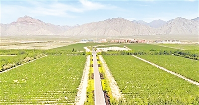 洪廣鎮(zhèn)葡萄種植基地。